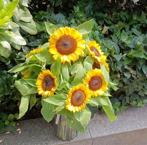 向日葵花束怎么养，种植