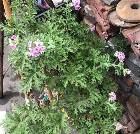 蚊子怕的植物有哪些，艾