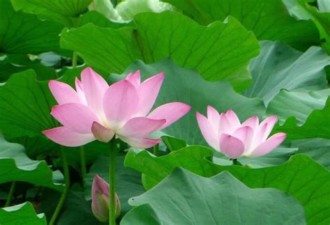 荷花寓意着什么风水，吉