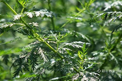 青蒿泡水喝的正确方法，