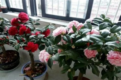 <strong>茶花用什么肥料最好最旺（土壤肥料／氮肥／磷钾肥）</strong>