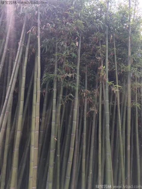 毛竹什么时候种植最好（