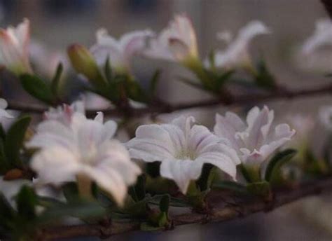 代表梦境幻觉的花语，忘忧草、迷迭香、紫藤花