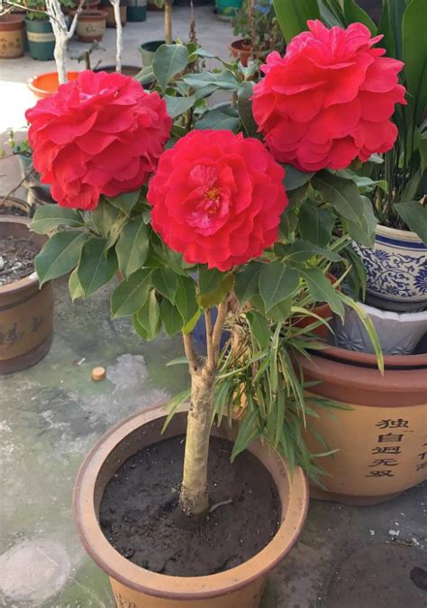 怎样养茶花才能开花（选择合适的品种／提供适宜的环境）