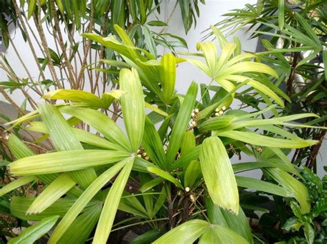 棕竹适合在家里养吗（美观外观、独特特性、净化作用）