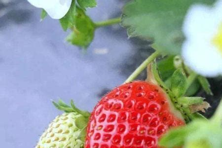 四季草莓的优缺点（优点、缺点）