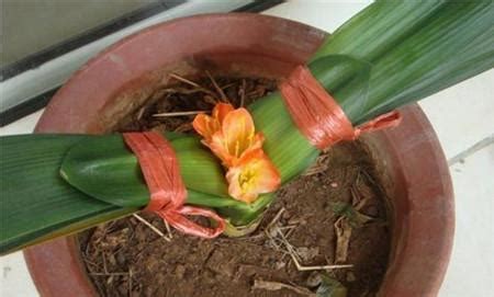 君子兰夹箭怎样套黑塑料