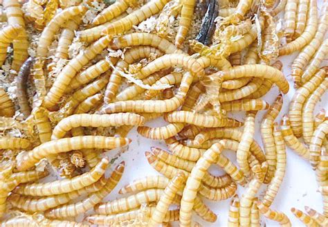 黄粉虫养殖技术，饲料选
