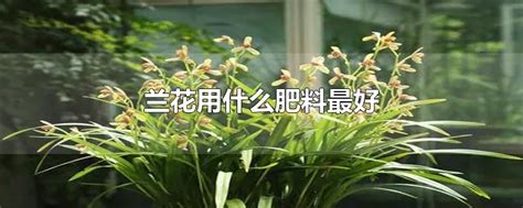 兰花用什么肥料容易开花