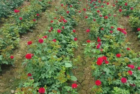 新买的玫瑰花苗怎么种（准备工作、种植过程、日常护理）