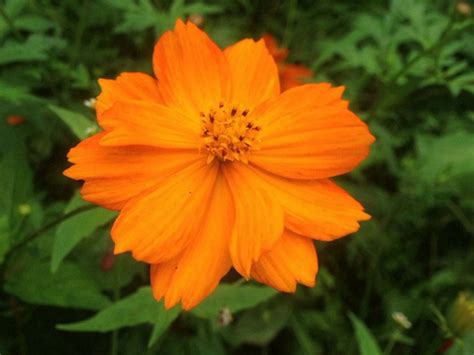 硫华菊的花语和寓意，花语／寓意／结语