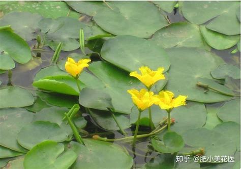 荇菜的花朵是黄色的（特点、食用价值、烹饪方法）