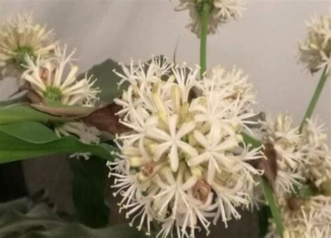 巴西木开花吗花期多长时