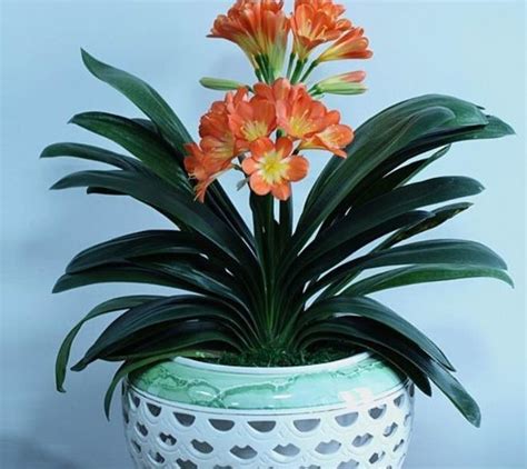 <strong>君子兰出现花苞应注意什</strong>