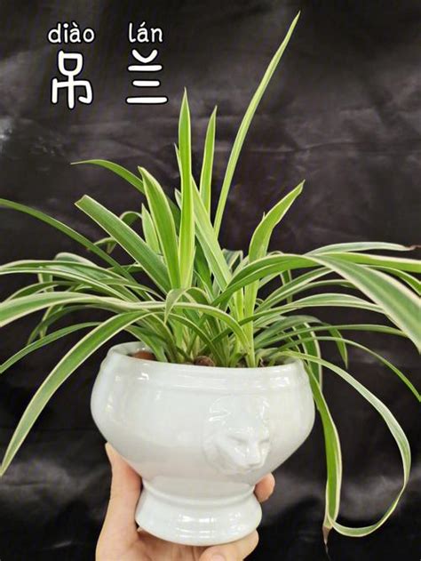 吊兰放水里怎么养才能更
