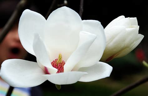 玉兰花开花时间什么季节，春季盛开、花期持久、独特魅力