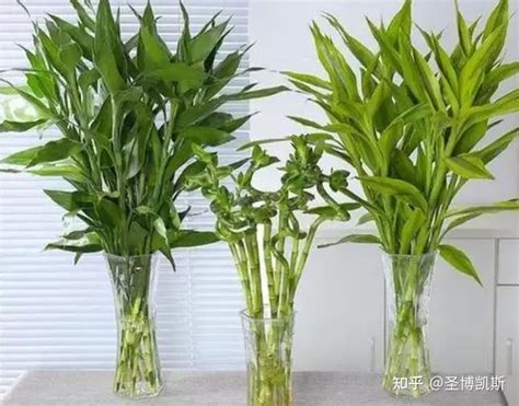 富贵竹叶子变黄怎么办（