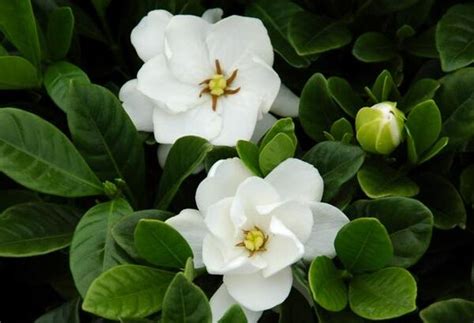 栀子花黄叶子掉花苞怎么补救（调节养护环境、合理施肥）