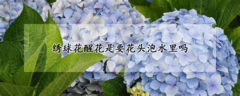 绣球花醒花是要花头泡水