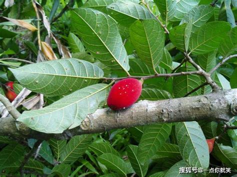 见血封喉是一种什么植物