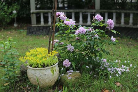 花园种什么植物风水好（