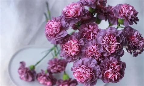 野马康乃馨花语，花语／