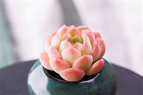 怎么让散开的多肉收紧（