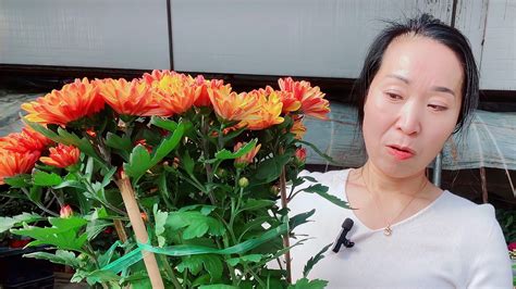 盆栽千头菊可以活几年，