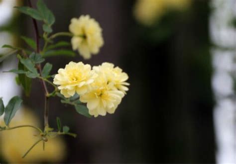 黄木香花为什么叫鬼招手