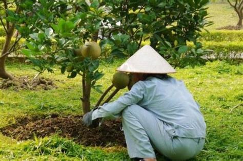 膨果期为什么不能用钾肥