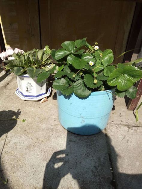 刚买回来的草莓苗怎么种植，选择合适的种植容器／正确的种植方法