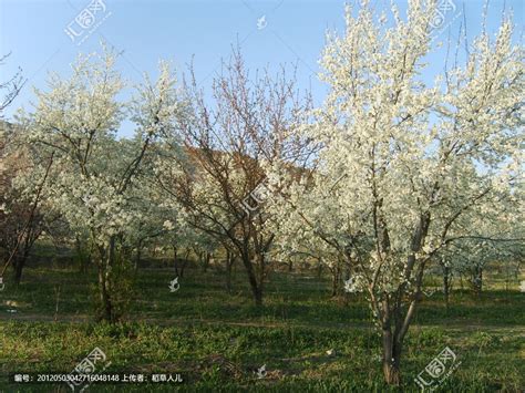 山楂树开什么颜色的花，山楂树花朵特点、生态意义、文化意义