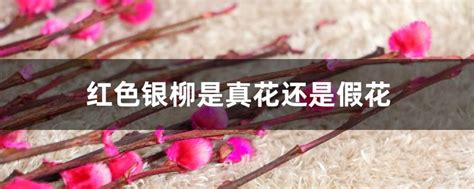 红色银柳是真花还是假花，特点／制作过程／使用和保养