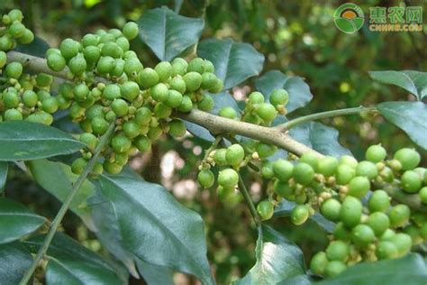 花椒苗的育苗方法（播种、插条、注意事项）