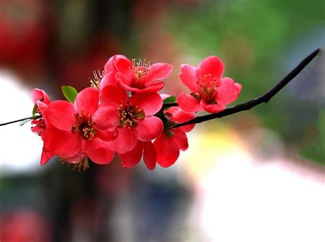 家里适合养哪种海棠花，红海棠／白海棠／粉海棠