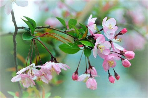 垂丝海棠什么时候扦插最好，季节、气候、扦插材料