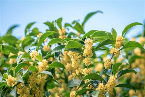 大桂花树怎样修剪树枝（时间／工具／技巧）