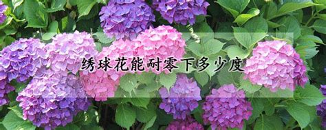 绣球花能耐零下多少度，