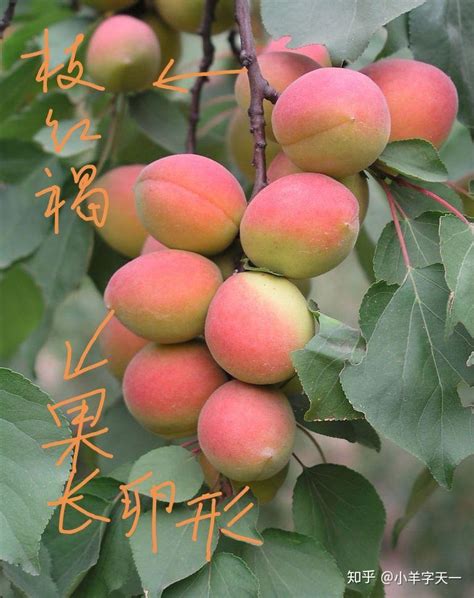 杏梅与杏的区别（杏梅／杏／区别）