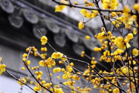 腊梅花什么时候开，特点
