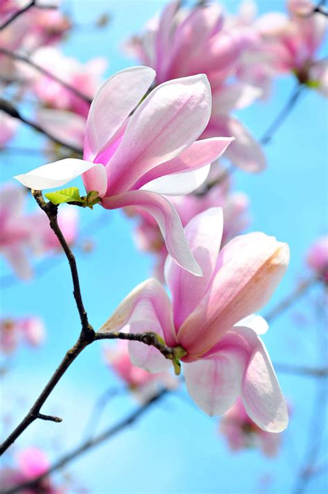 玉兰花香味怎么形容，醉