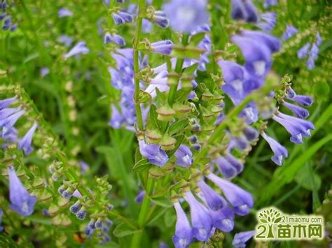 半枝莲开花时间（光照、
