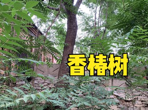 香椿过房家破人亡，香椿的诱惑／家破人亡的代价／反思与教训