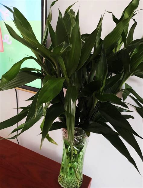 不用晒太阳的室内植物，