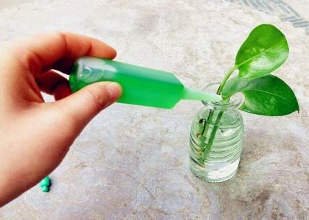 水培植物用什么营养液（水培植物所需的主要营养元素）