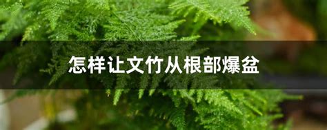 怎样让文竹从根部爆盆，选择合适的盆土、合理浇水、适度施肥