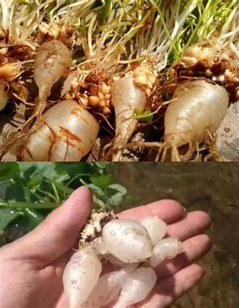 三叶草的根能吃吗（根部／食用价值／注意事项）