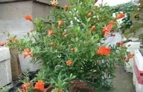 什么植物不用晒太阳（龙