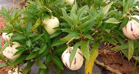 人参果怎么种植（种植方