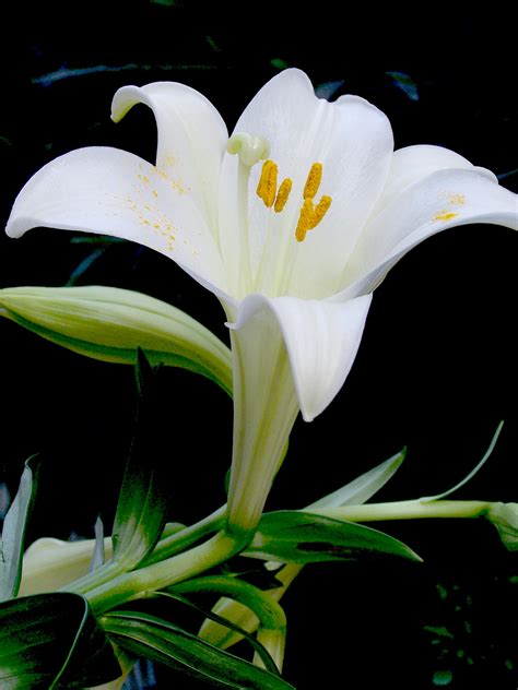 百合花的颜色有哪些，纯